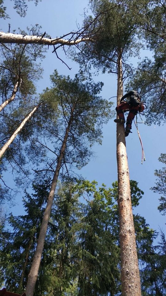 24h Sturmschaden Notdienst Baumkletterer Baumfällung Sturmschaden in Brietlingen