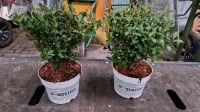 Ilex Robustico Buchsbaum Ersatz 3liter Topf Niedersachsen - Uplengen Vorschau