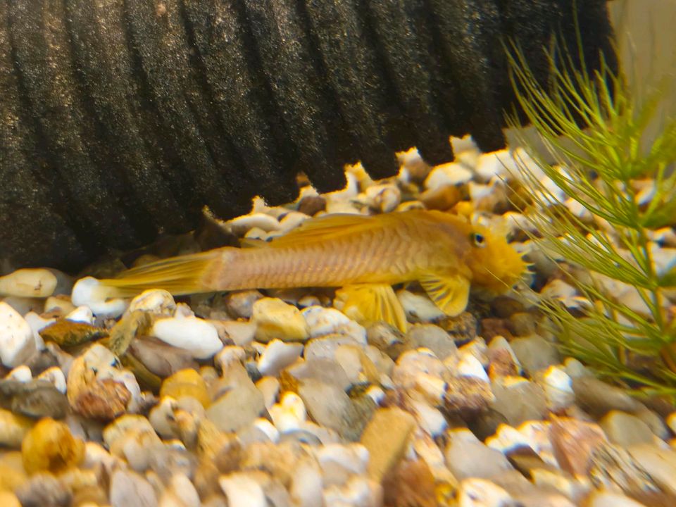 Antennenwels Ancistrus L144 blue eye Männchen in Heilbad Heiligenstadt