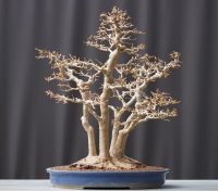 Bonsai Dreispitzahorn Acer Buergerianum Kabudachi Baden-Württemberg - Straubenhardt Vorschau