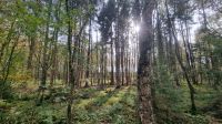 Garten Bauplatz roden Baumschnitt Baumfällung Niedersachsen - Ahlerstedt Vorschau