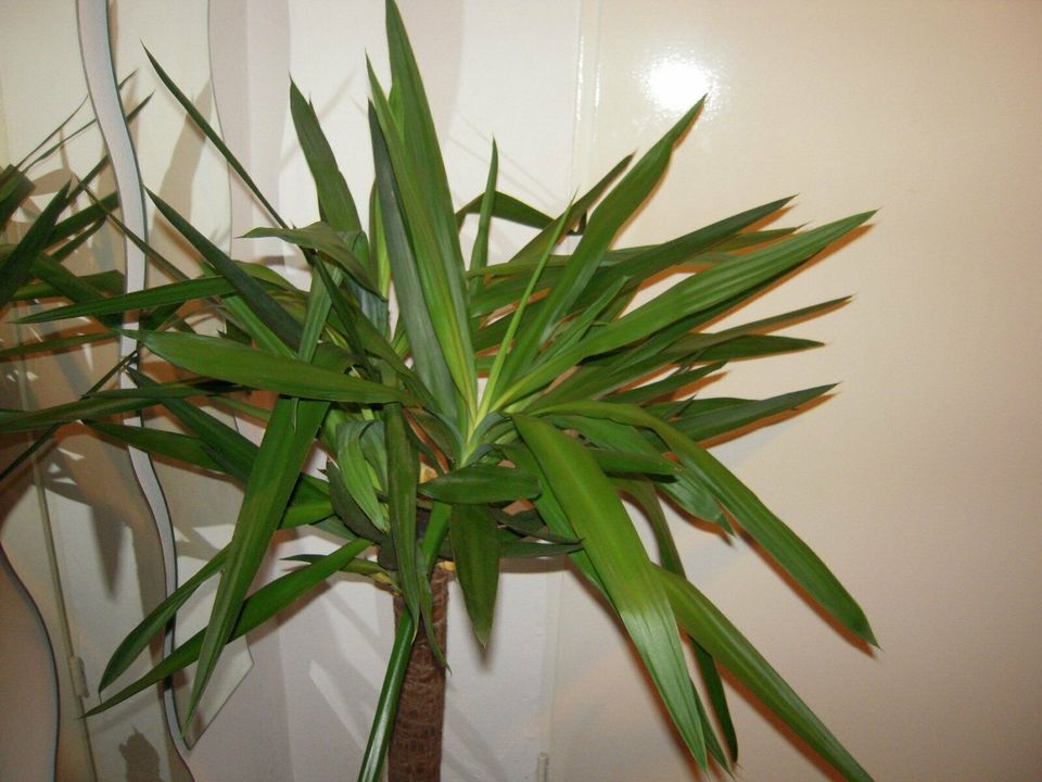 Yucca Palme in Kaarst