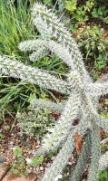 Kaktus Opuntia Cylindroopuntia imbricata spinosior SUCHE Essen - Essen-Borbeck Vorschau