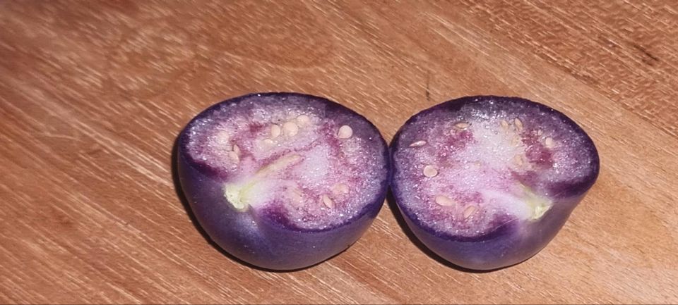 Samen Tomatillo purple in Freiburg im Breisgau