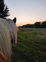 Suchen Beistell Pony Niedersachsen - Wrestedt Vorschau