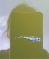 Medaka Fisch Aurora Black Lame Miyuki Taigaikou Teich Aquarium Bayern - Unterhaching Vorschau