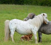 Minishetty /Mini Shetlandpony / Volltiger / Shetty Nordrhein-Westfalen - Oberhausen Vorschau