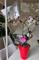 Orchideen mit Topf Baden-Württemberg - Heilbronn Vorschau