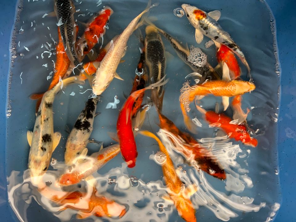 Koi Showa Sanke Kohaku Kujaku Utsuri Ogon  Karpfen in Rangendingen