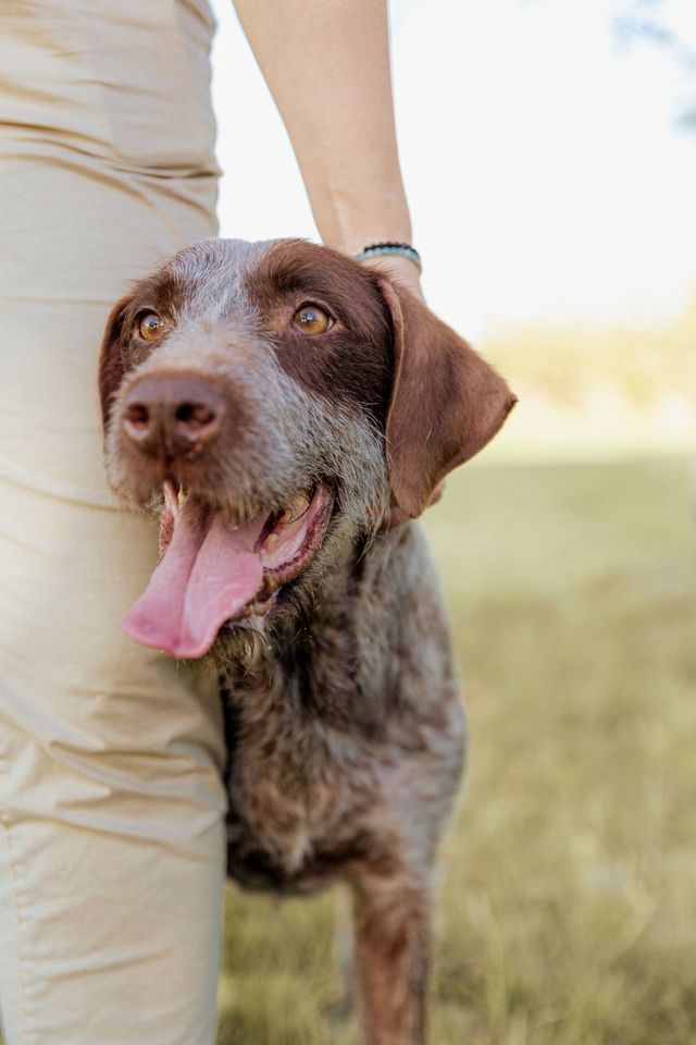 Suche Dog-Walker / Gassi-Geher oder Hundetagesbetreuung in Fernwald