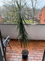 Palme ca 1,75 cm hoch Gröpelingen - Oslebshausen Vorschau