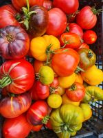 Tomatenpflanzen / Alte und Neue Sorten Leipzig - Dölitz-Dösen Vorschau