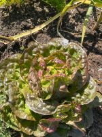 Baquieu Winterkopfsalat Samen Nordrhein-Westfalen - Büren Vorschau