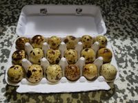 Wachteln - Legewachteln Eier Nordrhein-Westfalen - Büren Vorschau