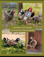 Bruteier Eier Schwedisch Blumenhuhn Huhn Hühner Bayern - Lalling Vorschau