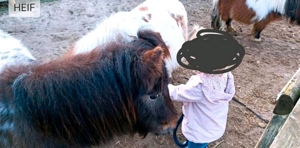 Minishetty Pony (Hengst) Kinderlieb 2 jährig total süß in Nordhorn