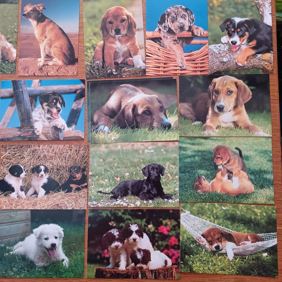 Postkarten Hunde Labrador Boxer Afghane Schnauzer Terrier Welpen in Rangsdorf