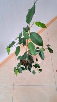 Ficus Benjamin ca. 50 cm. Birkenfeige Zimmerpflanze Niedersachsen - Wendisch Evern Vorschau