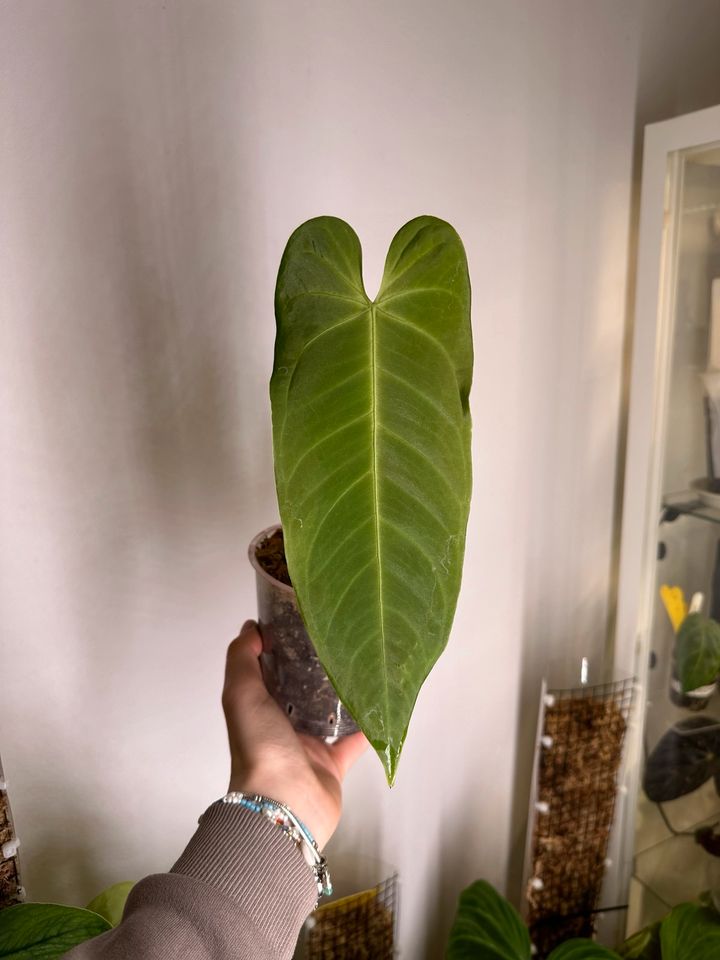 Anthurium Cirinoi Velvet in Hamburg