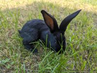 Hase, Kaninchen, dt. Riese Sachsen - Dommitzsch Vorschau