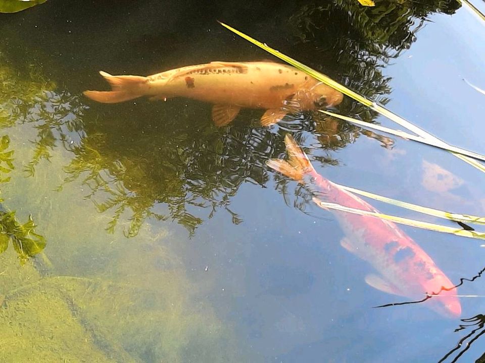 Teich Auflösung mit 17 großen Kois! in Marktheidenfeld