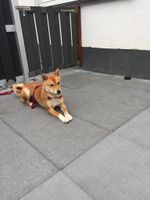 Shiba Inu Reinrassig Nordrhein-Westfalen - Wiehl Vorschau