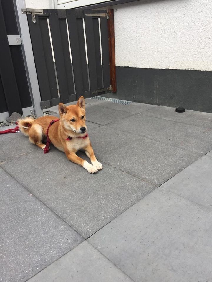 Shiba Inu Reinrassig in Wiehl