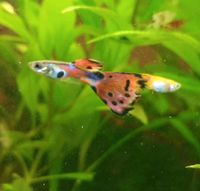 Guppys Endler Mix Baden-Württemberg - Jagstzell Vorschau