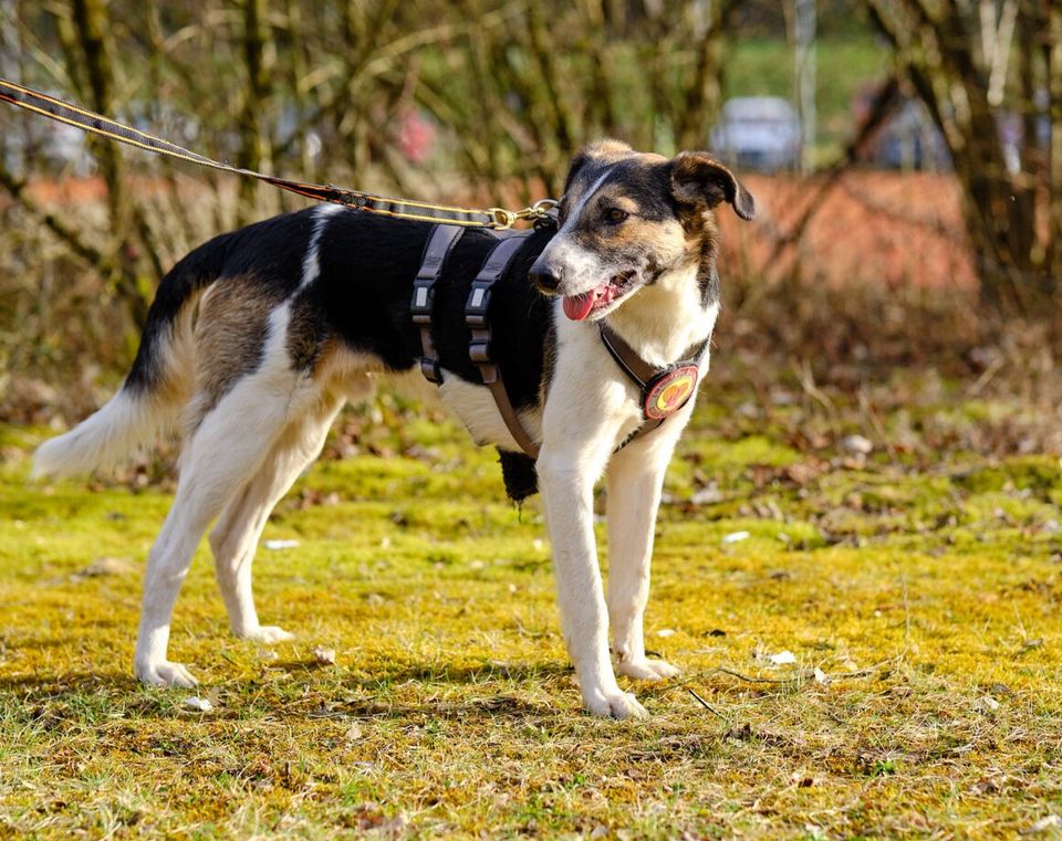 Lio sucht ein geduldiges Zuhause in Mengkofen