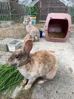 2 Kaninchen in gute Hände abzugeben Bayern - Fürth Vorschau