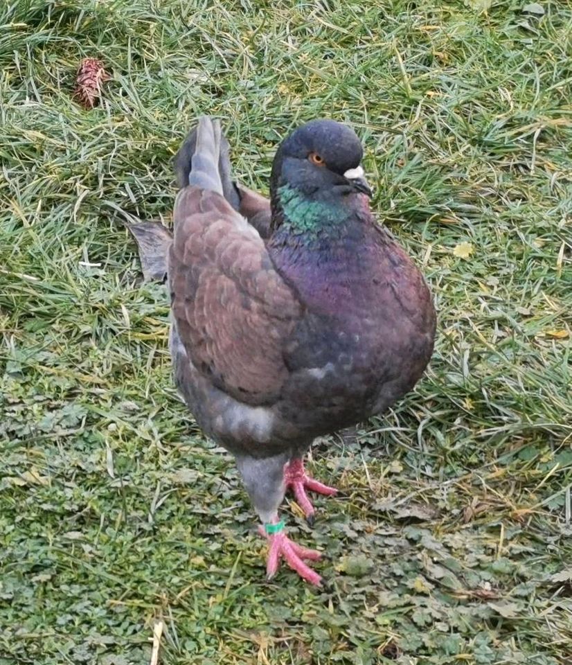 Kingtauben  Äquivalent Farben für Vielfarbig in Bismark (Altmark)