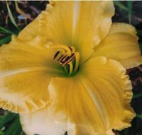 Taglilie/Hemerocallis Lemon Shower Brandenburg - Brieselang Vorschau