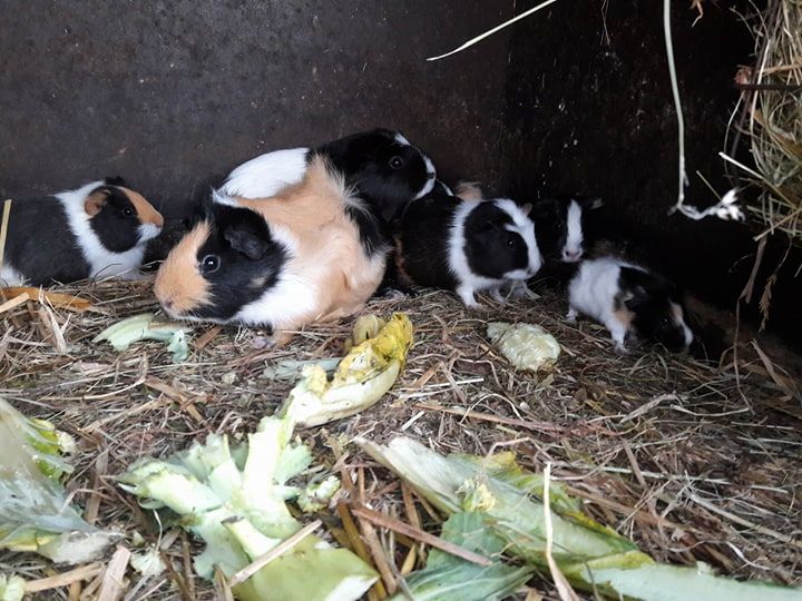 Viele bunte Meerschweinchen, Weibchen und Böckchen abzugeben! in Waldbröl