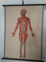 Lehrtafel/Schulkarte Muskulatur Anatomie - Vintage Leipzig - Leipzig, Südvorstadt Vorschau