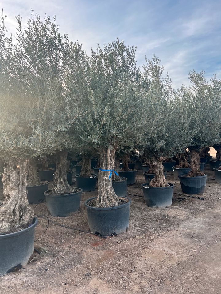 Olea europea winterhart Olivenbaum urig knorrig alt in Altlußheim