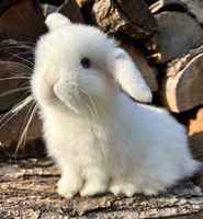 Mini Lop Häsin blaue Augen Zwergkaninchen Zwergwidder Leipzig - Plagwitz Vorschau