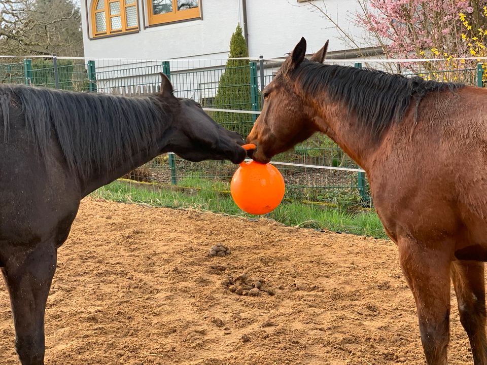 Pflegebeteiligung für Quarter Horse Wallach gesucht in Buchen (Odenwald)