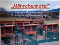 Kleintierpension für Kaninchen u. Meerschweinchen Saarland - Wadern Vorschau