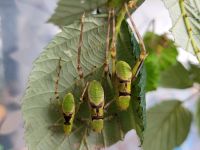 Stilpnochlora couloniana ☆Blattschrecke, Kaytiditen,Nymphen☆ Wandsbek - Hamburg Rahlstedt Vorschau