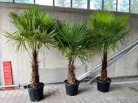 Trachycarpus fortunei Palmen Gesamthöhe 2 Meter Baden-Württemberg - Wimsheim Vorschau