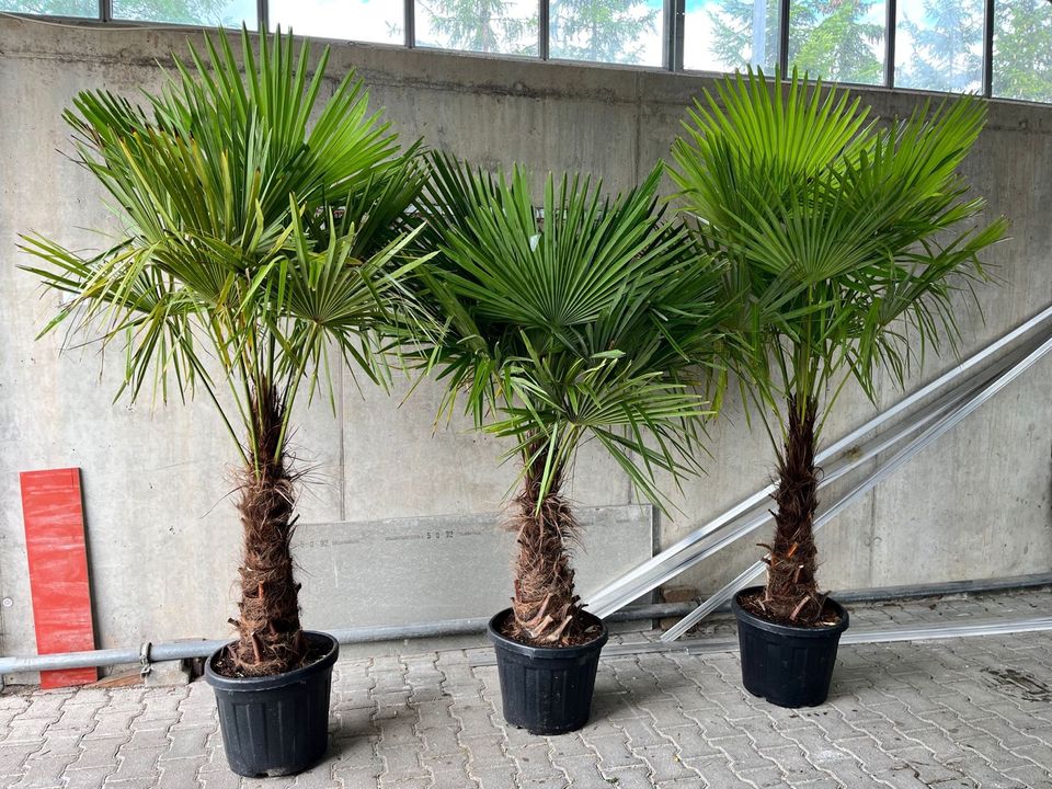 Trachycarpus fortunei Palmen Gesamthöhe 2 Meter in Wimsheim