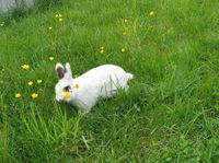 Kastrierten Kaninchen Bub sucht best zuhause Hessen - Solms Vorschau