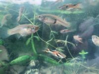 Endlers Fische Guppys Rheinland-Pfalz - Ludwigshafen Vorschau