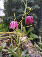 Saatgut Schachbrettblume Fritillaria meleagris 7x 50 Samen Hessen - Niederdorfelden Vorschau