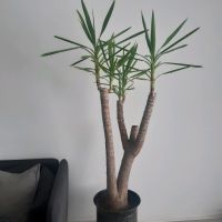 Yucca Palme Zimmerpflanze Zimmerpalme Grünpflanze Pflanze Hessen - Kassel Vorschau