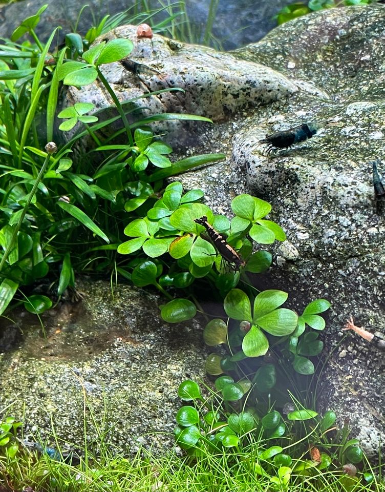 Marsilea Kleefarn Aquarium Aquascape Pflanzen Bodendecker in Kinderhaus