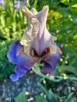 1 Rhizome ausgefallene Schwertlilie Iris Niedersachsen - Rehburg-Loccum Vorschau