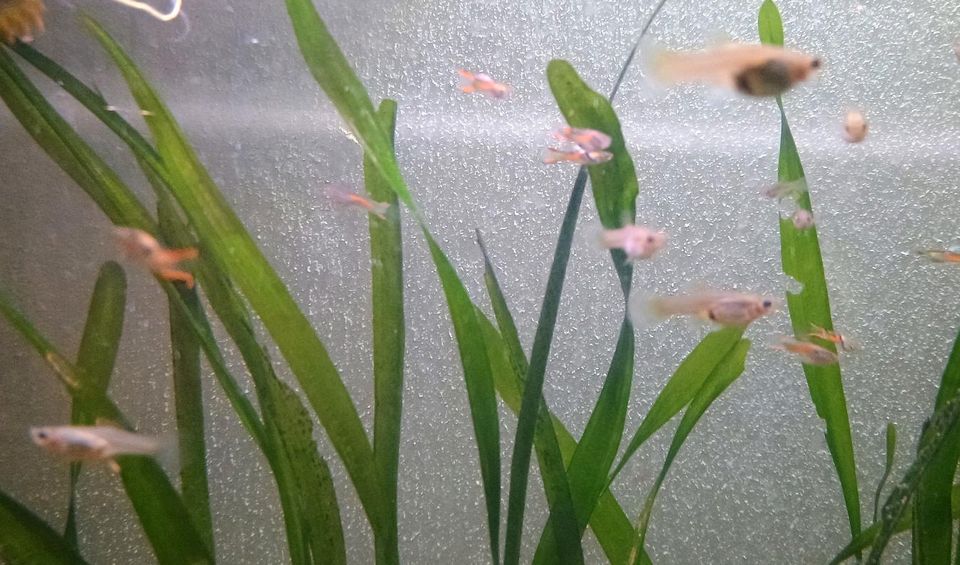 Guppys Fische Aquarium Endlers in Felsberg