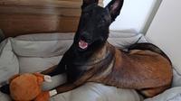 Malinois belgischer Schäferhund Rüde 1,5 Jahre Bayern - Velden Vorschau