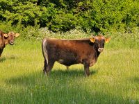 Schicker Jersey Bulle Nordrhein-Westfalen - Anröchte Vorschau